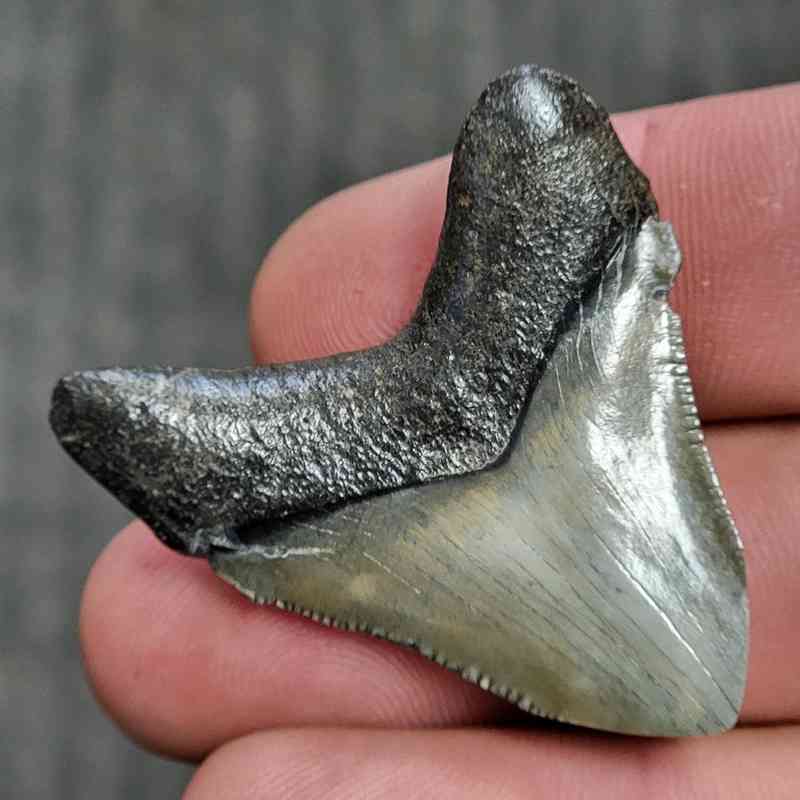 Fossil Polished Megalodon Shark Tooth - STPOL1-14 - Image 3