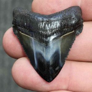 Fossil Polished Megalodon Shark Tooth - STPOL1-15