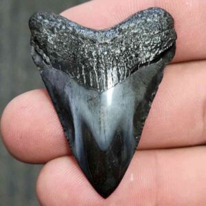 Fossil Polished Megalodon Shark Tooth - STPOL1-16