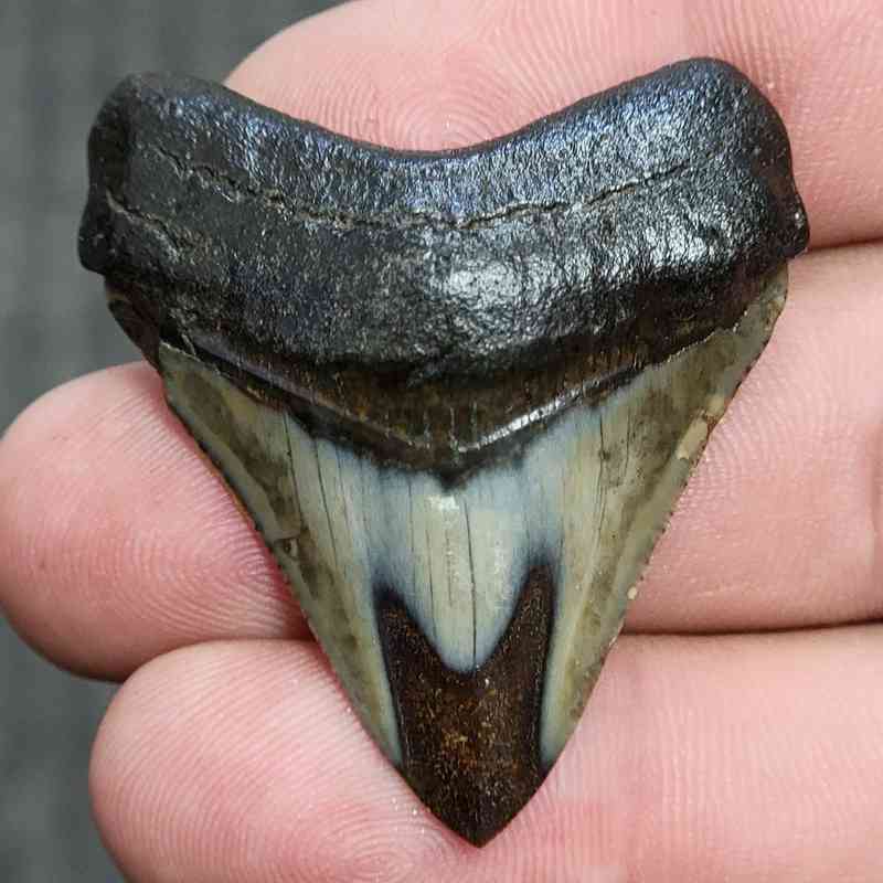 Fossil Polished Megalodon Shark Tooth - STPOL1-18