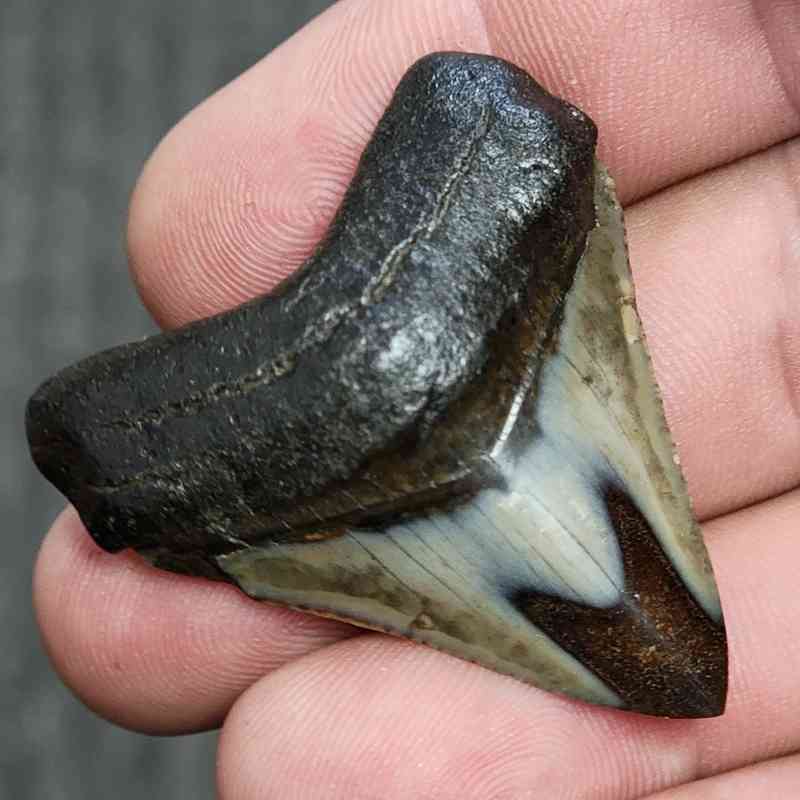 Fossil Polished Megalodon Shark Tooth - STPOL1-18 - Image 2