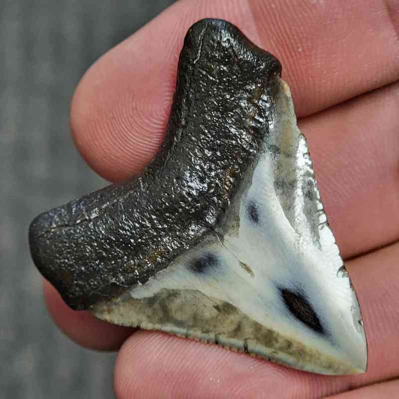 Fossil Polished Megalodon Shark Tooth - STPOL1-18 - Image 3