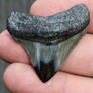 Fossil Polished Megalodon Shark Tooth - STPOL1-20