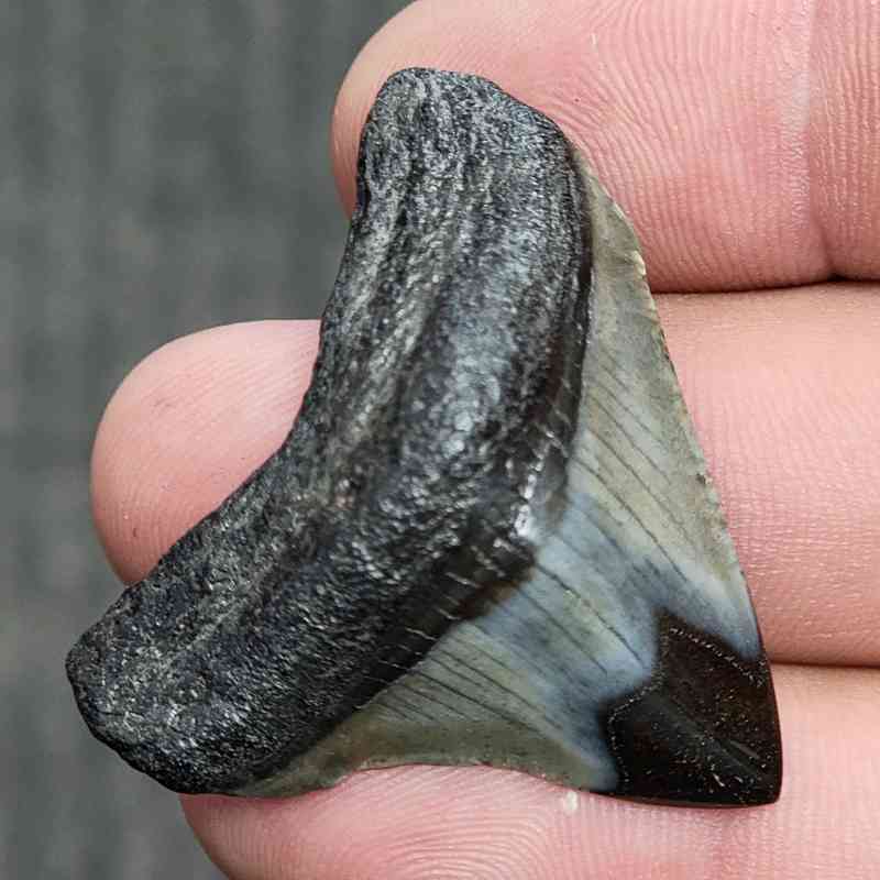 Fossil Polished Megalodon Shark Tooth - STPOL1-20 - Image 2