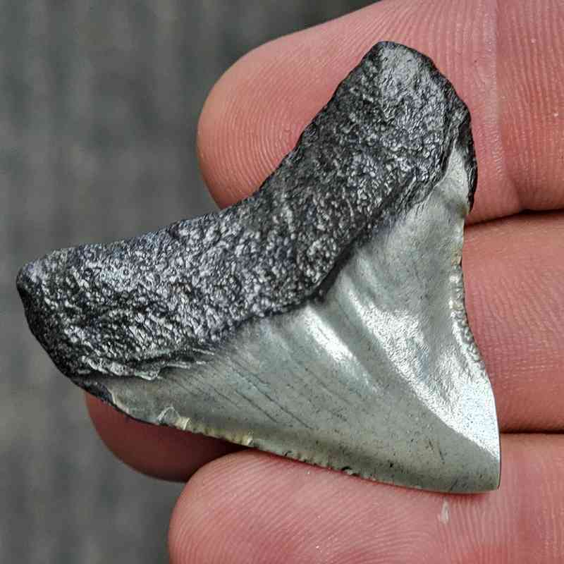Fossil Polished Megalodon Shark Tooth - STPOL1-20 - Image 3