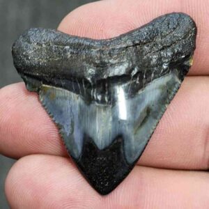 Fossil Polished Megalodon Shark Tooth - STPOL1-26