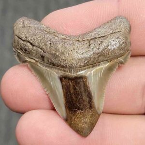 Fossil Polished Megalodon Shark Tooth - STPOL1-29