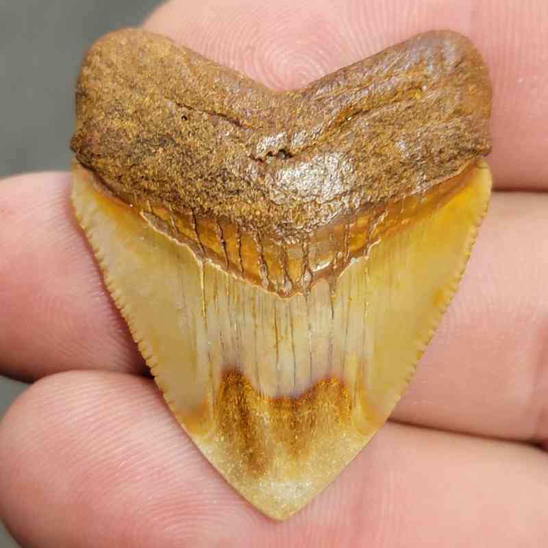 Fossil Polished Megalodon Shark Tooth - STPOL1-3
