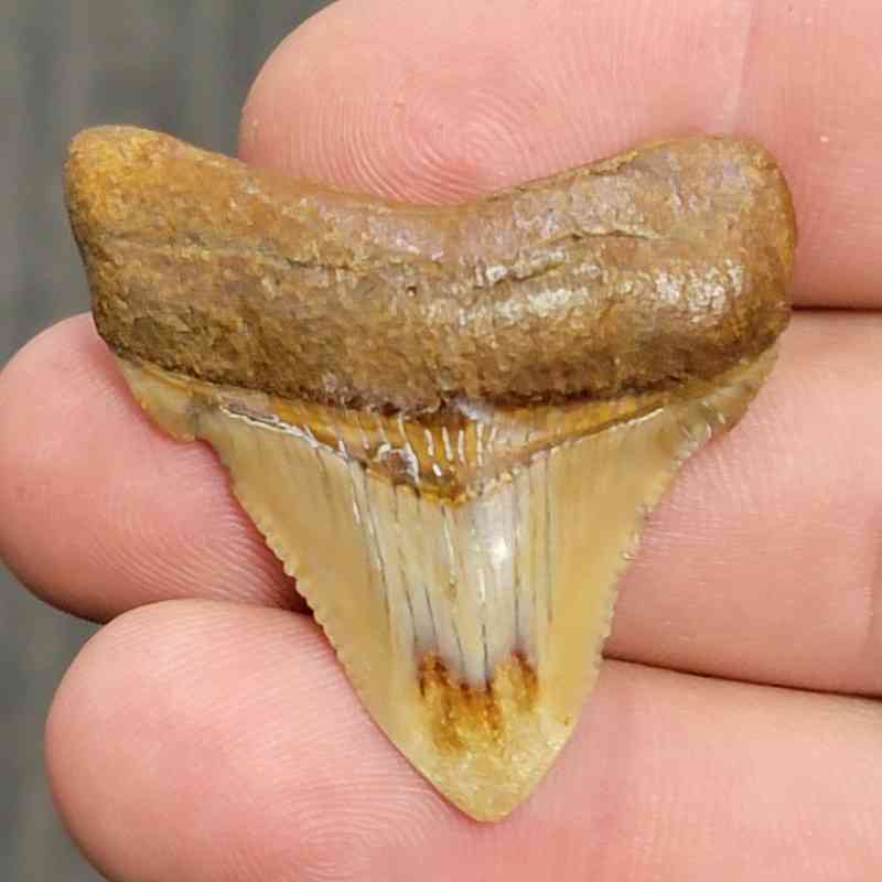 Fossil Polished Megalodon Shark Tooth - STPOL1-34