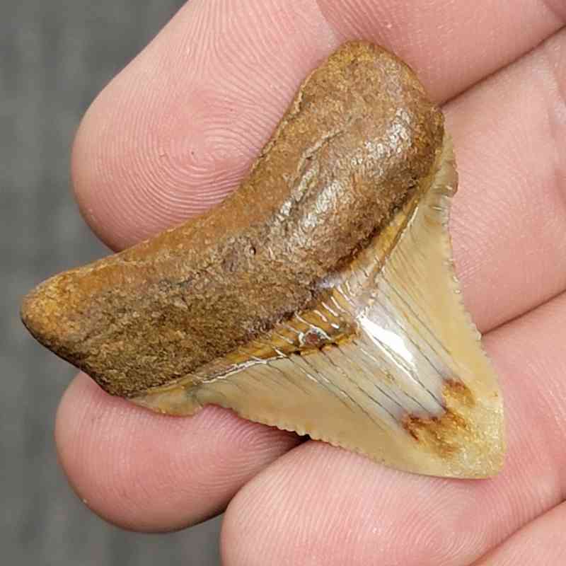Fossil Polished Megalodon Shark Tooth - STPOL1-34 - Image 2
