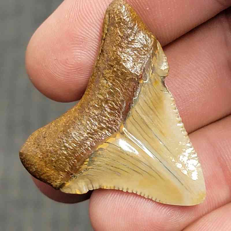 Fossil Polished Megalodon Shark Tooth - STPOL1-34 - Image 3