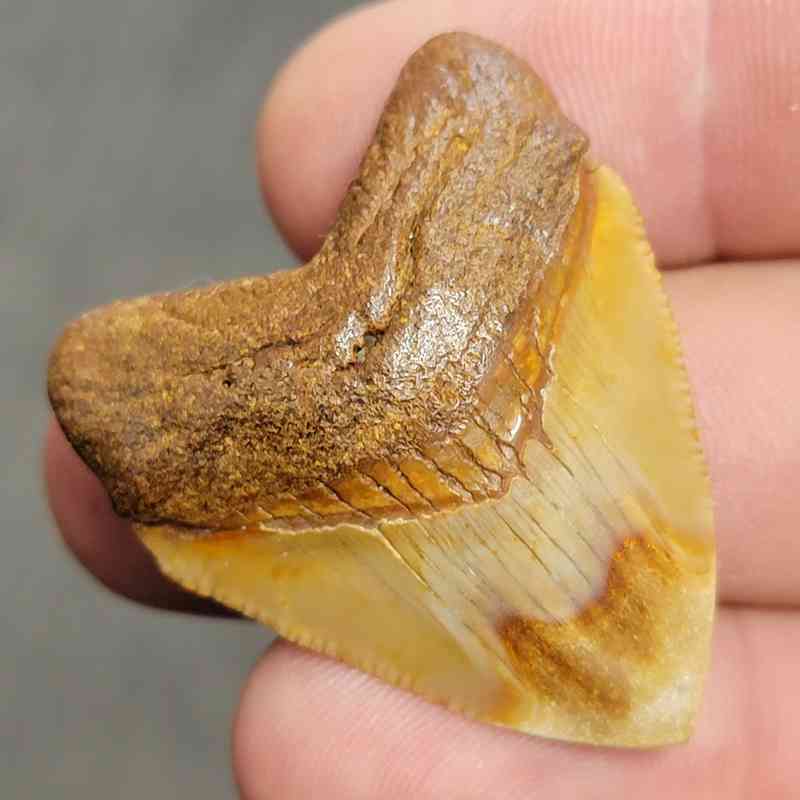 Fossil Polished Megalodon Shark Tooth - STPOL1-3 - Image 2