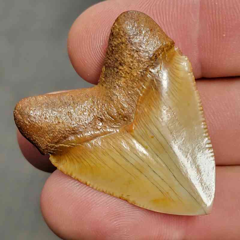 Fossil Polished Megalodon Shark Tooth - STPOL1-3 - Image 3