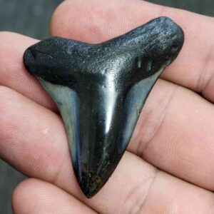 Fossil Polished Megalodon Shark Tooth - STPOL2-01