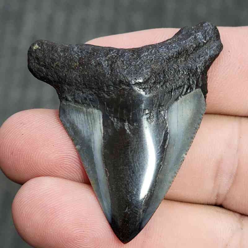 Fossil Polished Megalodon Shark Tooth - STPOL2-02