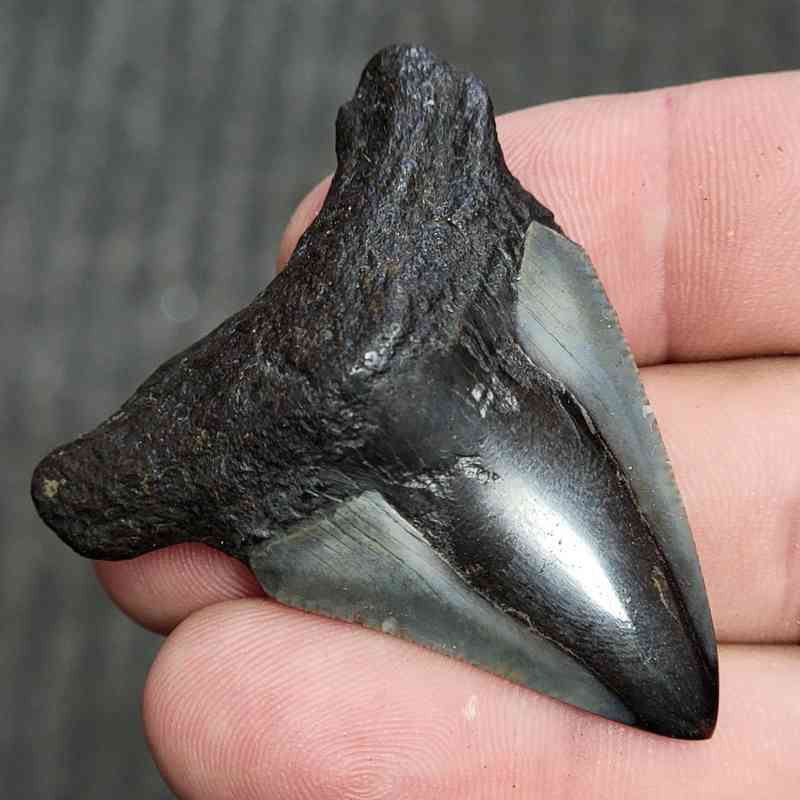 Fossil Polished Megalodon Shark Tooth - STPOL2-02 - Image 2