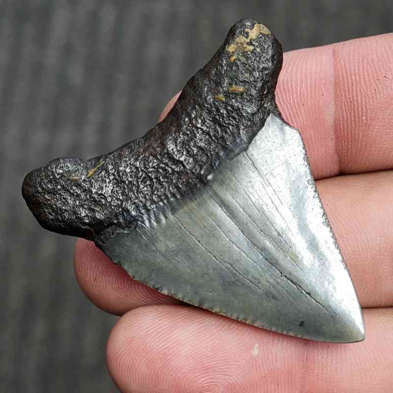 Fossil Polished Megalodon Shark Tooth - STPOL2-02 - Image 3
