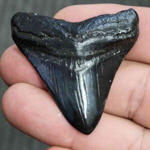 Fossil Polished Megalodon Shark Tooth - STPOL2-08