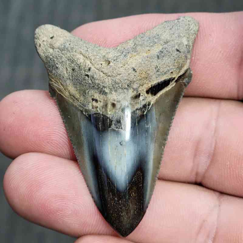 Fossil Polished Megalodon Shark Tooth - STPOL2-09