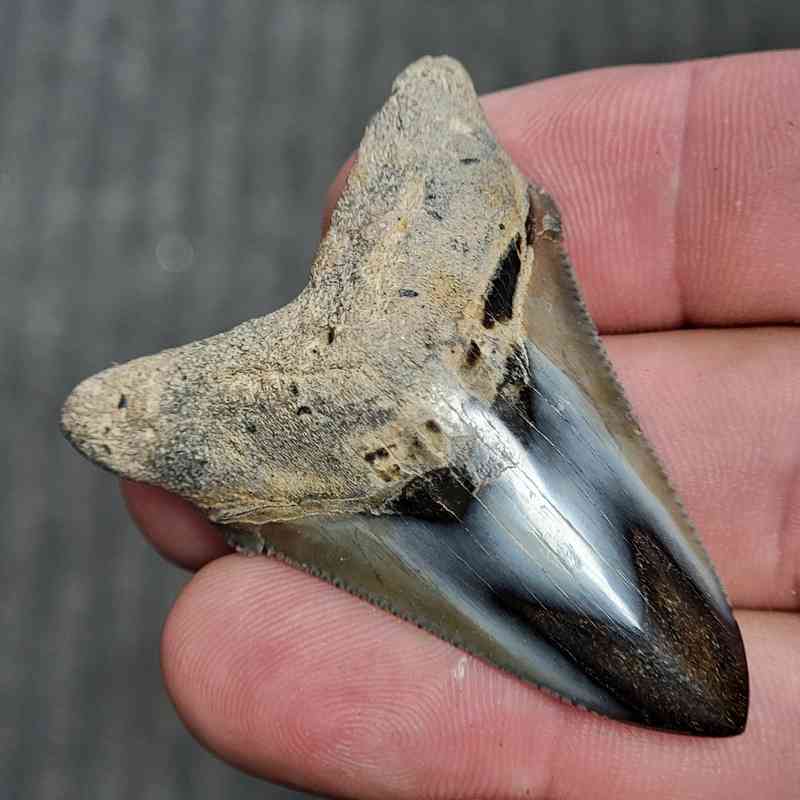 Fossil Polished Megalodon Shark Tooth - STPOL2-09 - Image 2