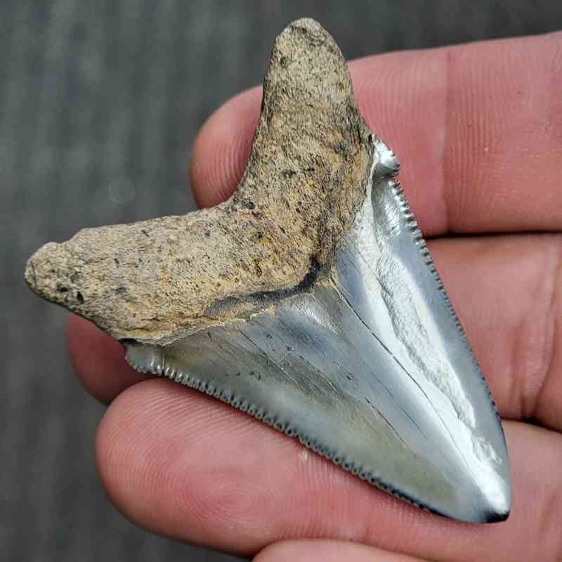 Fossil Polished Megalodon Shark Tooth - STPOL2-09 - Image 3