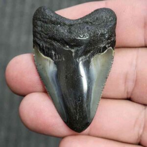 Fossil Polished Megalodon Shark Tooth - STPOL2-10