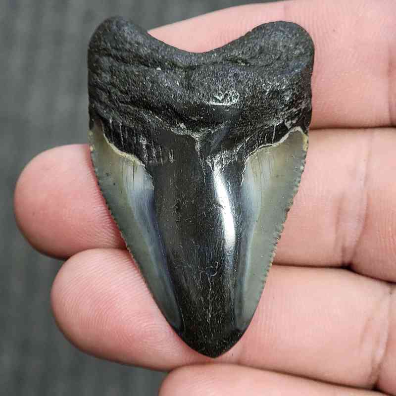 Fossil Polished Megalodon Shark Tooth - STPOL2-10