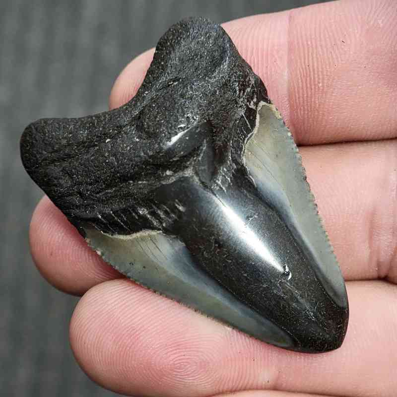 Fossil Polished Megalodon Shark Tooth - STPOL2-10 - Image 2