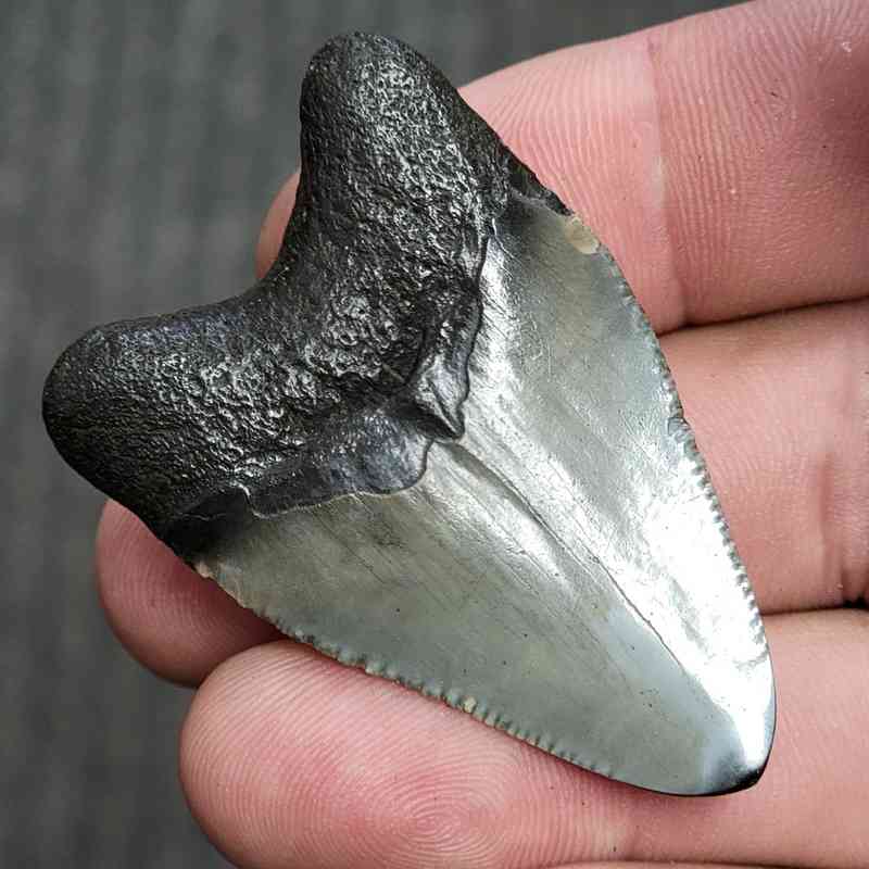 Fossil Polished Megalodon Shark Tooth - STPOL2-10 - Image 3