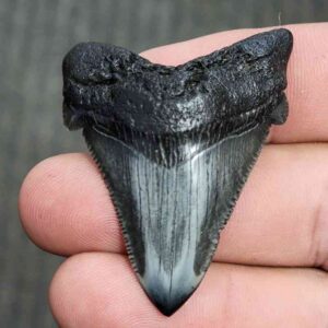 Fossil Polished Megalodon Shark Tooth - STPOL2-13