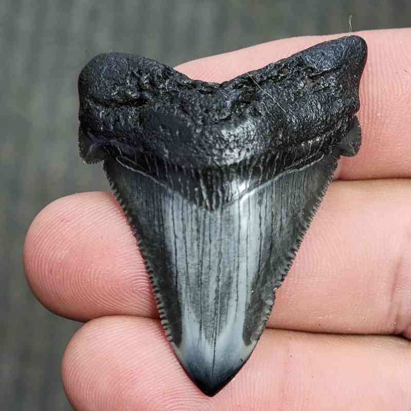 Fossil Polished Megalodon Shark Tooth - STPOL2-13