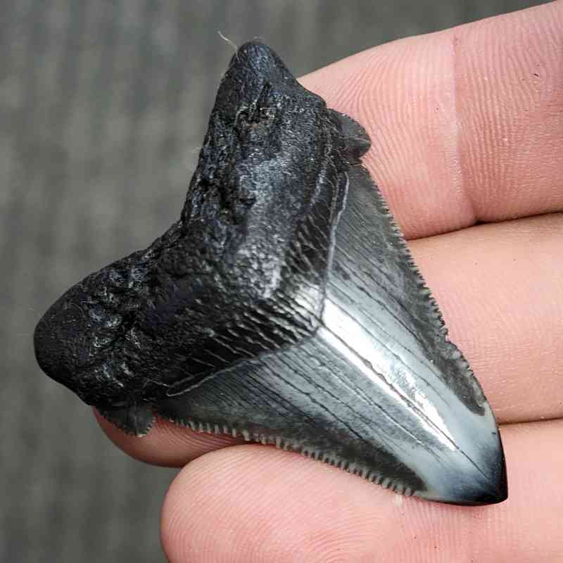 Fossil Polished Megalodon Shark Tooth - STPOL2-13 - Image 2