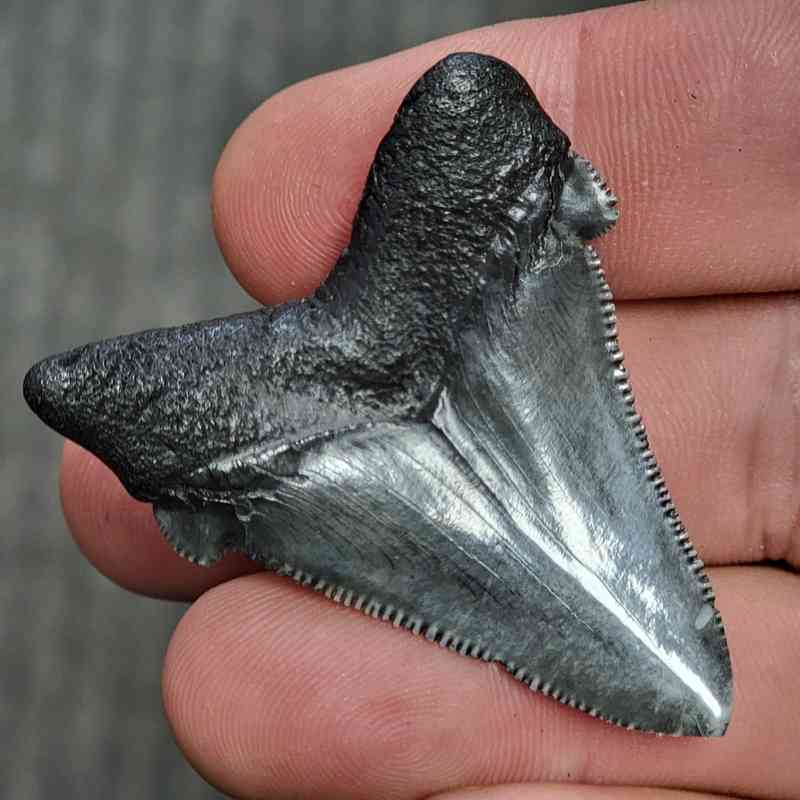 Fossil Polished Megalodon Shark Tooth - STPOL2-13 - Image 3