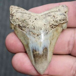 Fossil Polished Megalodon Shark Tooth - STPOL2-15
