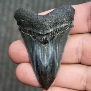 Fossil Polished Megalodon Shark Tooth - STPOL2-30
