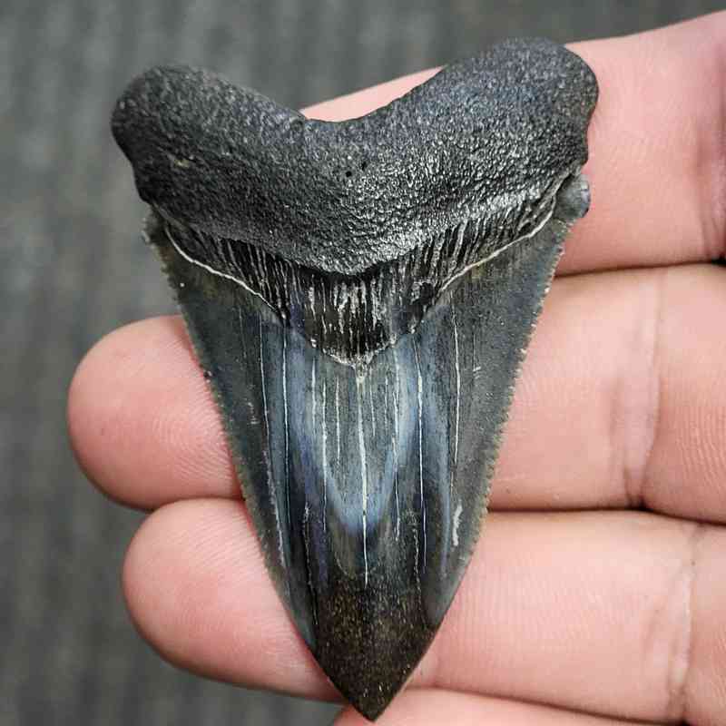 Fossil Polished Megalodon Shark Tooth - STPOL2-30