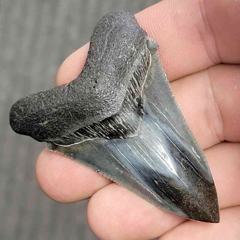 Fossil Polished Megalodon Shark Tooth - STPOL2-30 - Image 2