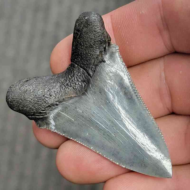 Fossil Polished Megalodon Shark Tooth - STPOL2-30 - Image 3