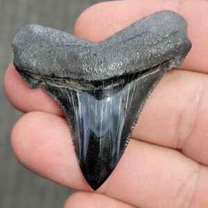 Fossil Polished Megalodon Shark Tooth - STPOL2-45
