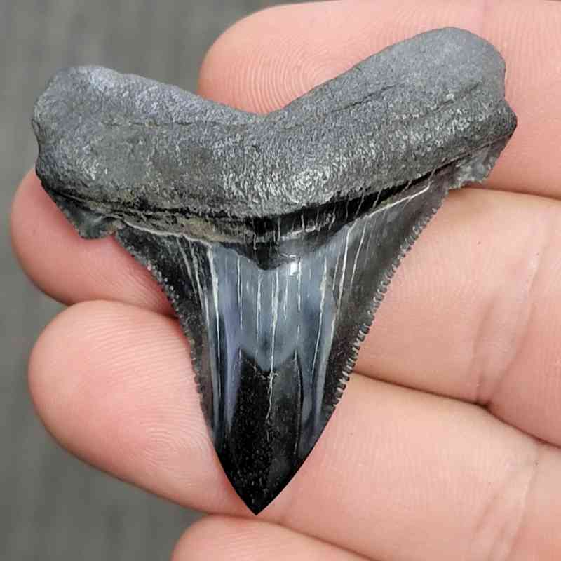 Fossil Polished Megalodon Shark Tooth - STPOL2-45