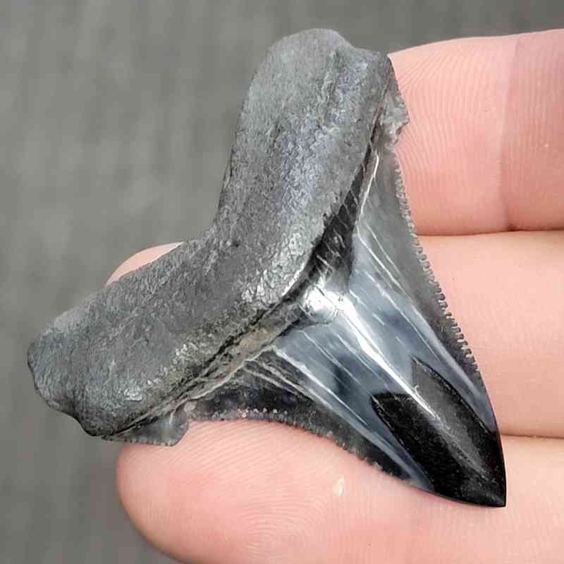 Fossil Polished Megalodon Shark Tooth - STPOL2-45 - Image 2