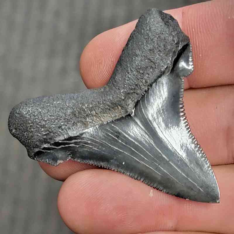 Fossil Polished Megalodon Shark Tooth - STPOL2-45 - Image 3