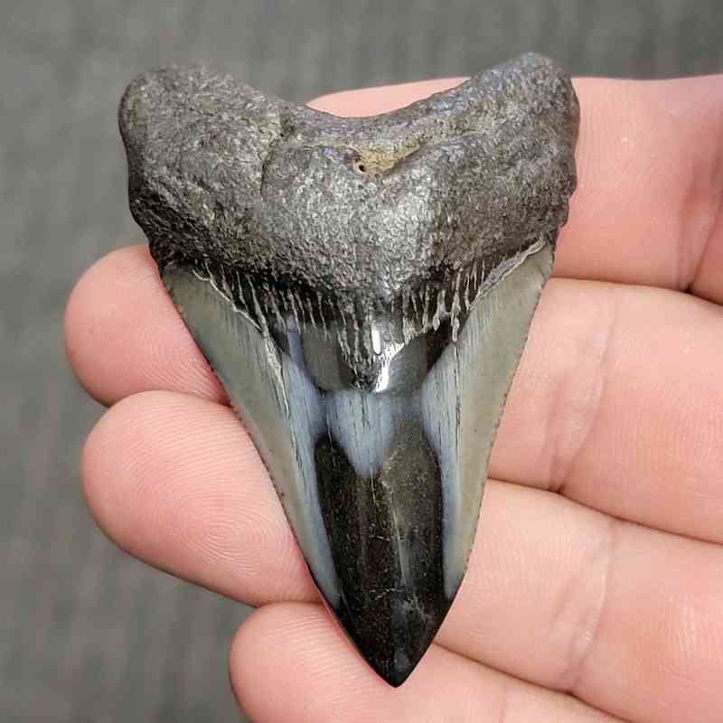Fossil Polished Megalodon Shark Tooth - STPOL2.5-04