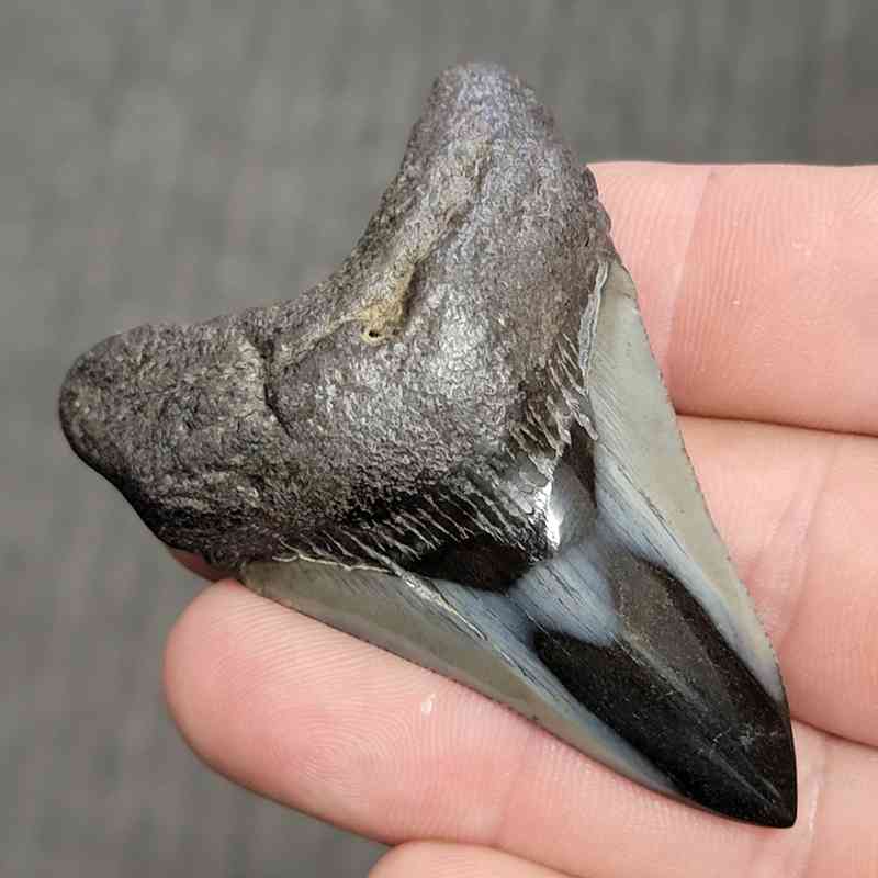Fossil Polished Megalodon Shark Tooth - STPOL2.5-04 - Image 2