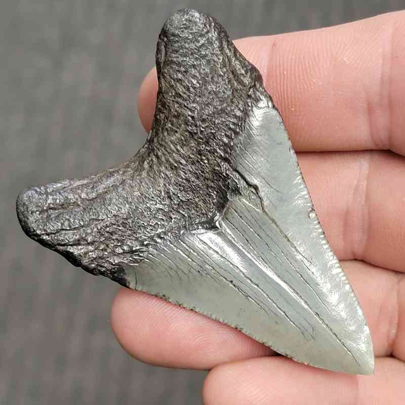 Fossil Polished Megalodon Shark Tooth - STPOL2.5-04 - Image 3