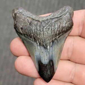 Fossil Polished Megalodon Shark Tooth - STPOL2.5-06