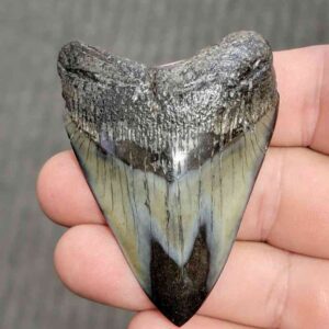 Fossil Polished Megalodon Shark Tooth - STPOL2.5-08