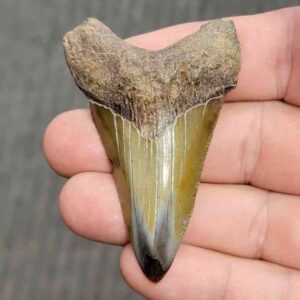 Fossil Polished Megalodon Shark Tooth - STPOL2.5-09