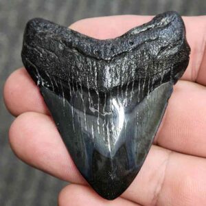 Fossil Polished Megalodon Shark Tooth - STPOL2.5-11