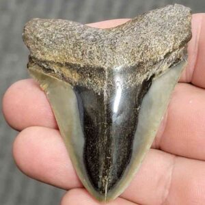 Fossil Polished Megalodon Shark Tooth - STPOL2.5-18